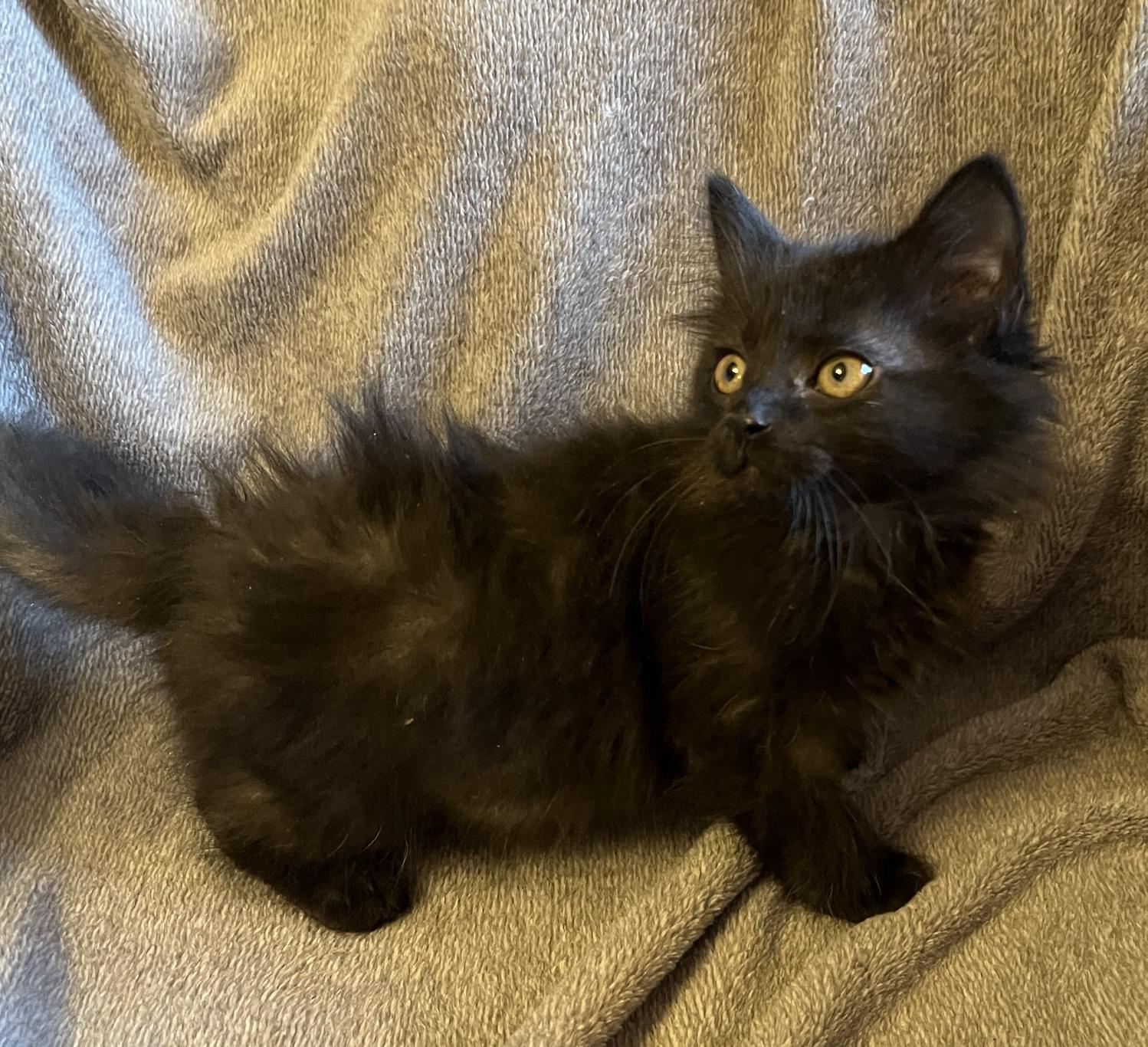 Enlarge Ben, an adopted Domestic Long Hair in Connelly Springs, NC image 3/4
