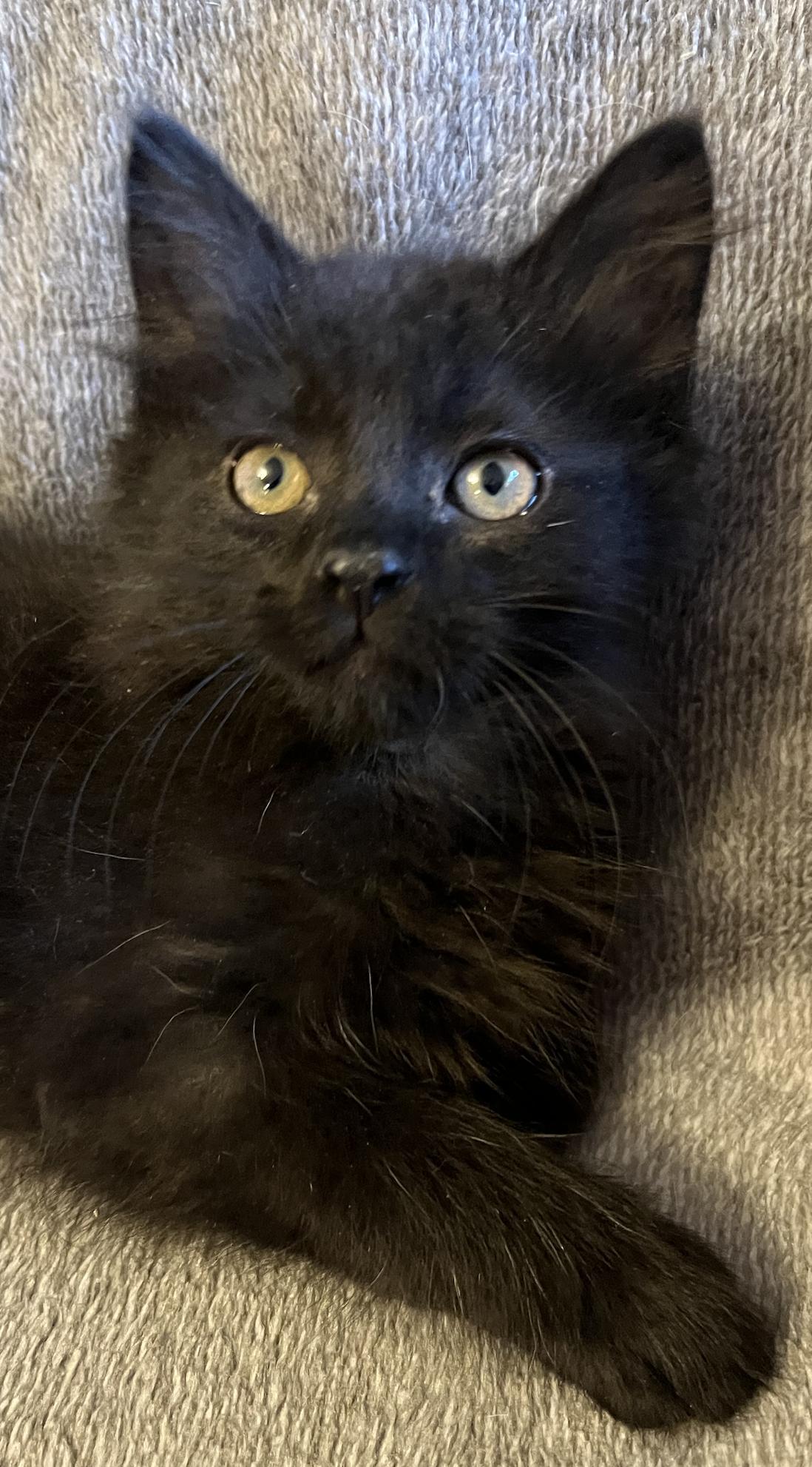 Enlarge Ben, an adopted Domestic Long Hair in Connelly Springs, NC image 1/4