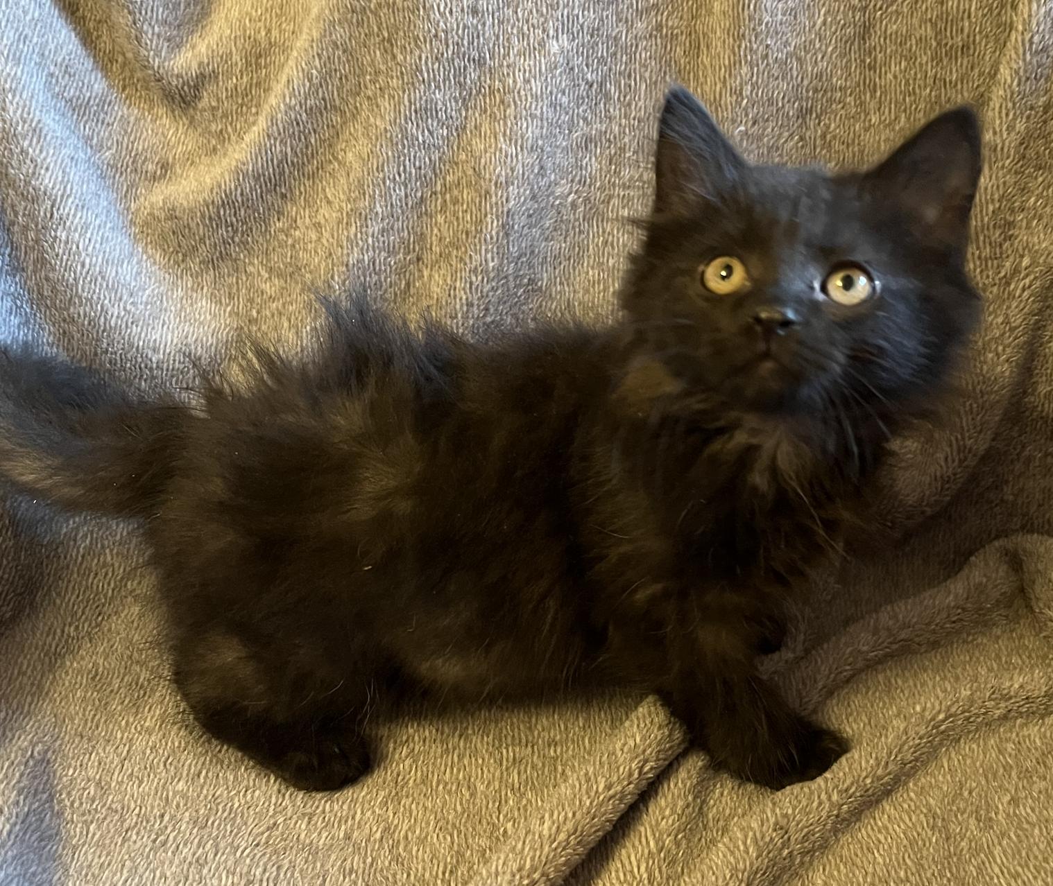 Enlarge Ben, an adopted Domestic Long Hair in Connelly Springs, NC image 4/4