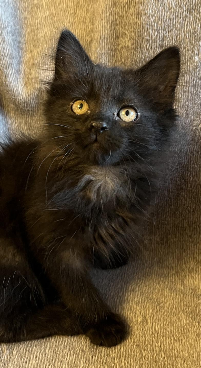 Enlarge Ben, an adopted Domestic Long Hair in Connelly Springs, NC image 2/4