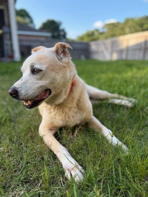 Enlarge Honey, a Adoptable Labrador Retriever in Humble, TX image 2/2