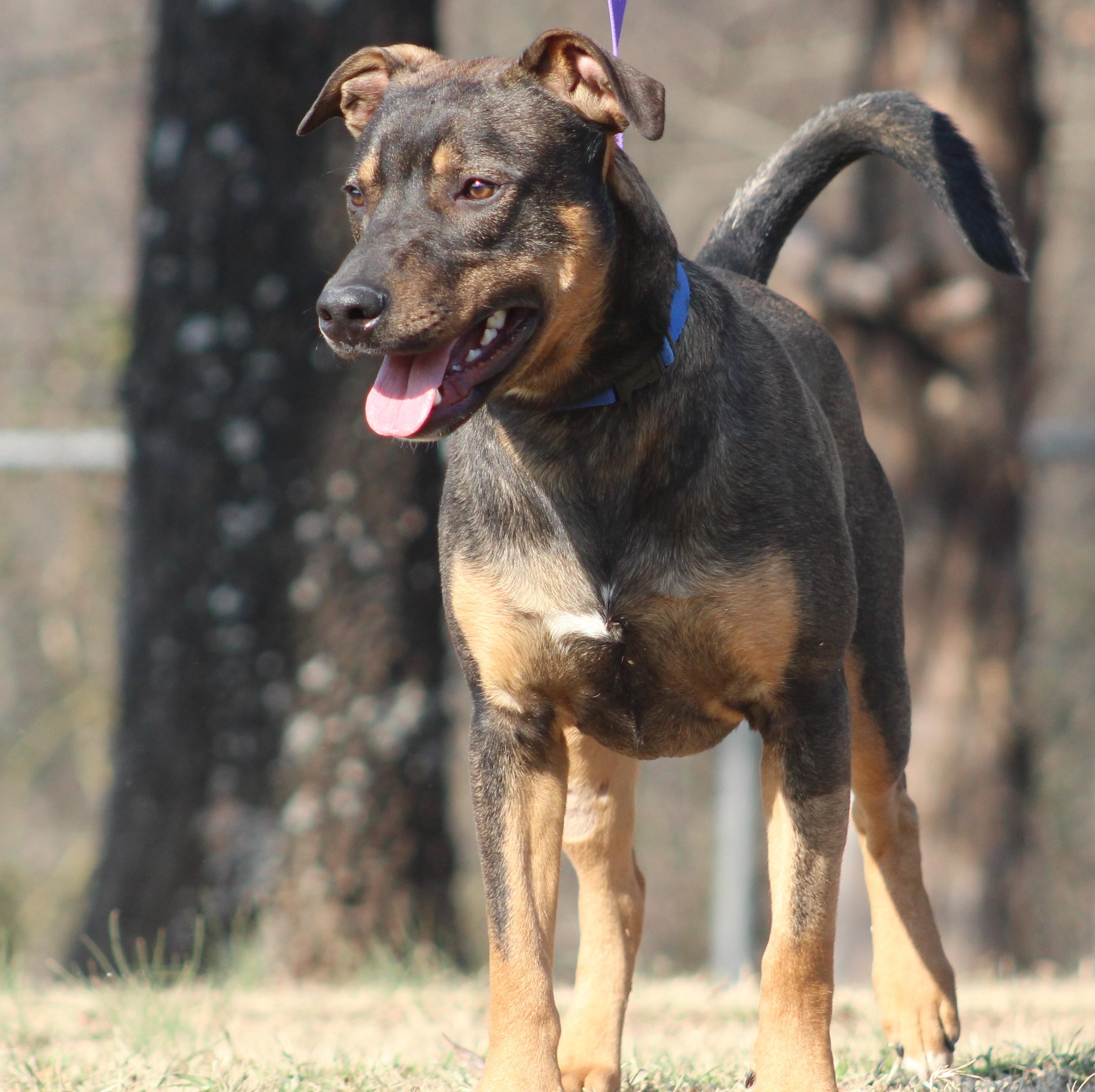 Enlarge Rocky, a ADOPTABLE mixed breed in Conway, AR image 4/5