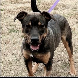 Enlarge Rocky, a ADOPTABLE mixed breed in Conway, AR image 1/5