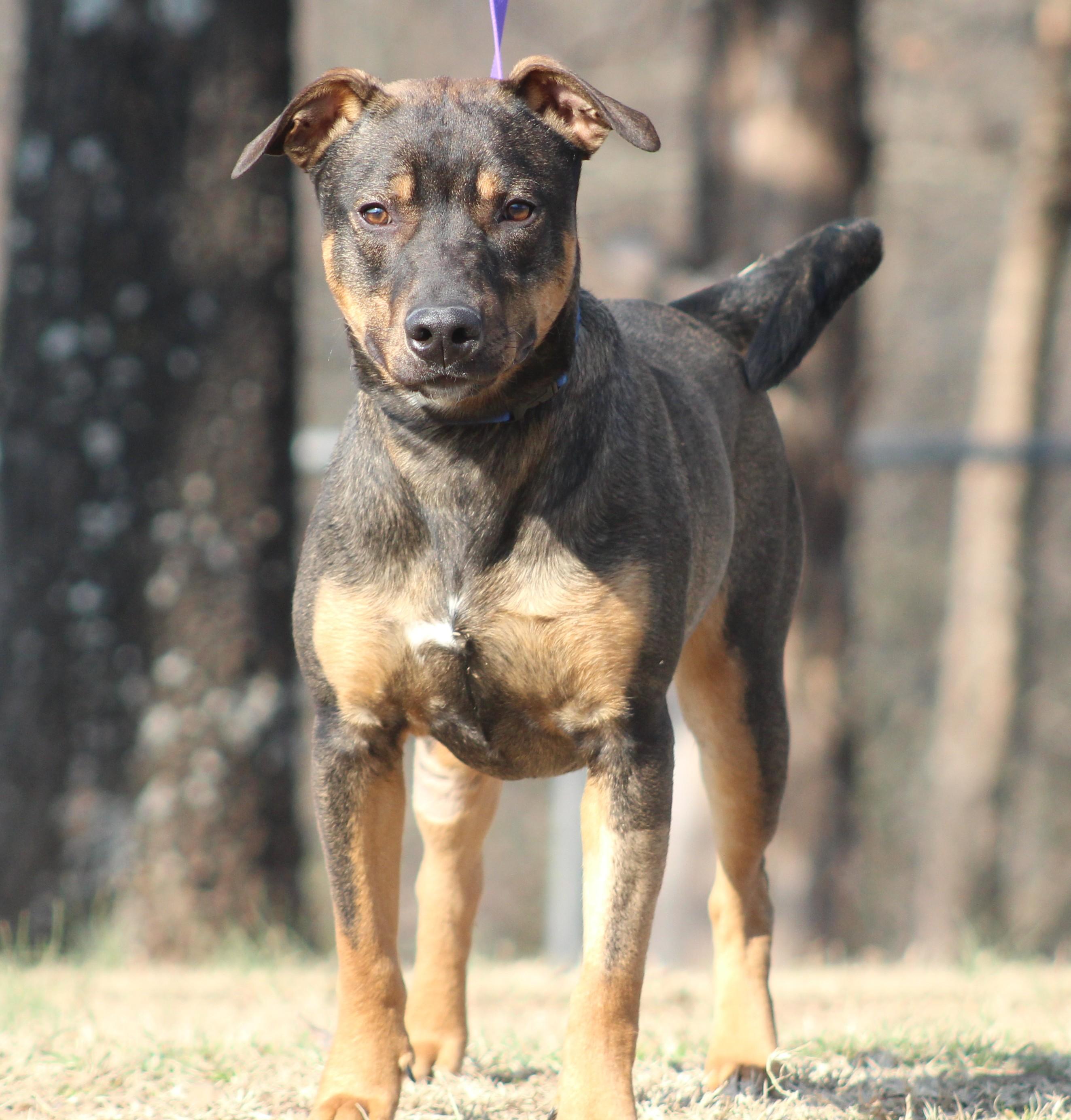 Enlarge Rocky, a ADOPTABLE mixed breed in Conway, AR image 3/5