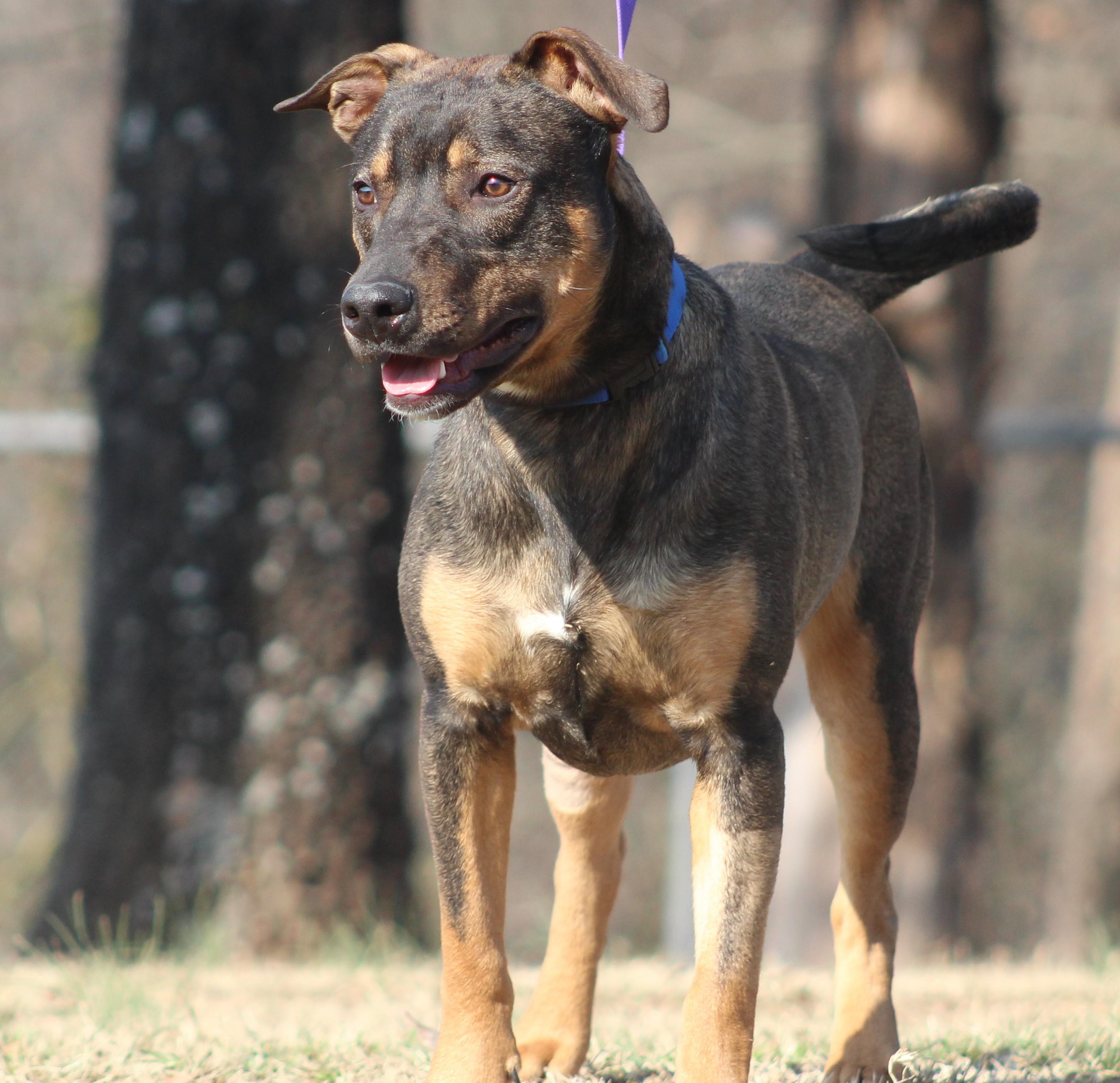 Enlarge Rocky, a ADOPTABLE mixed breed in Conway, AR image 5/5