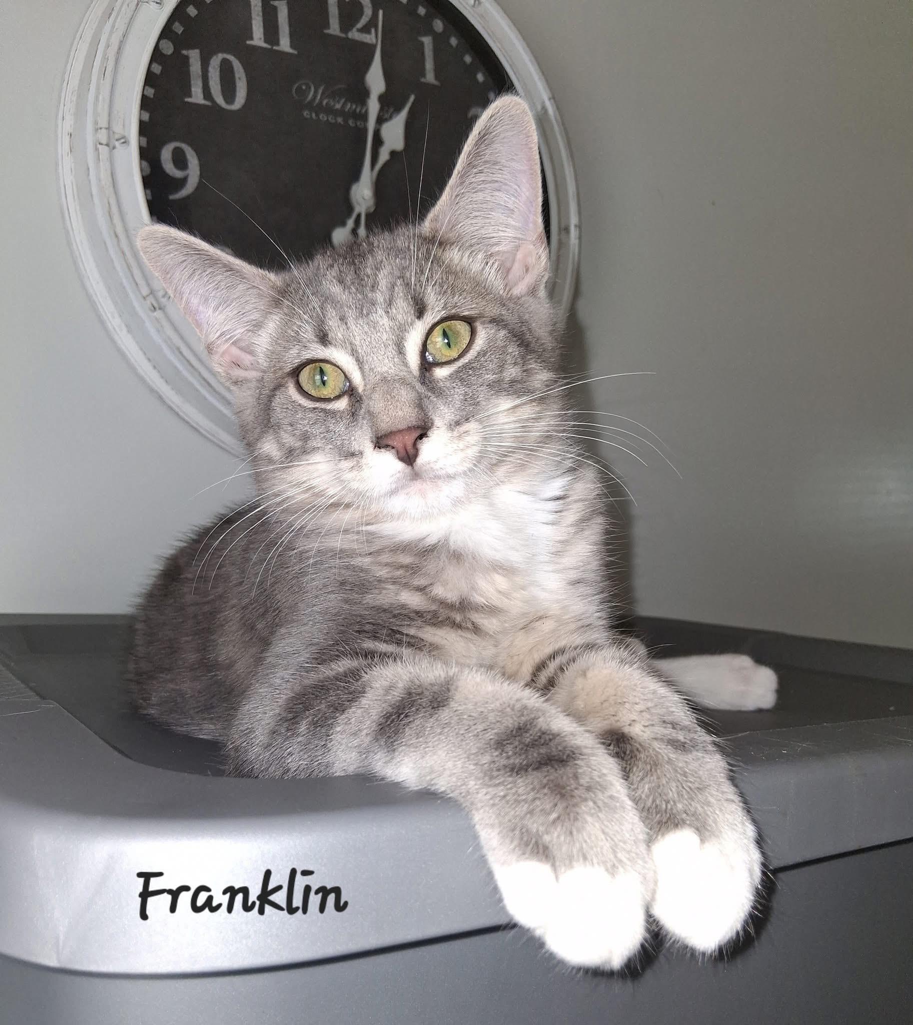 Franklin, Adopted, Kitten Male Domestic Short Hair.