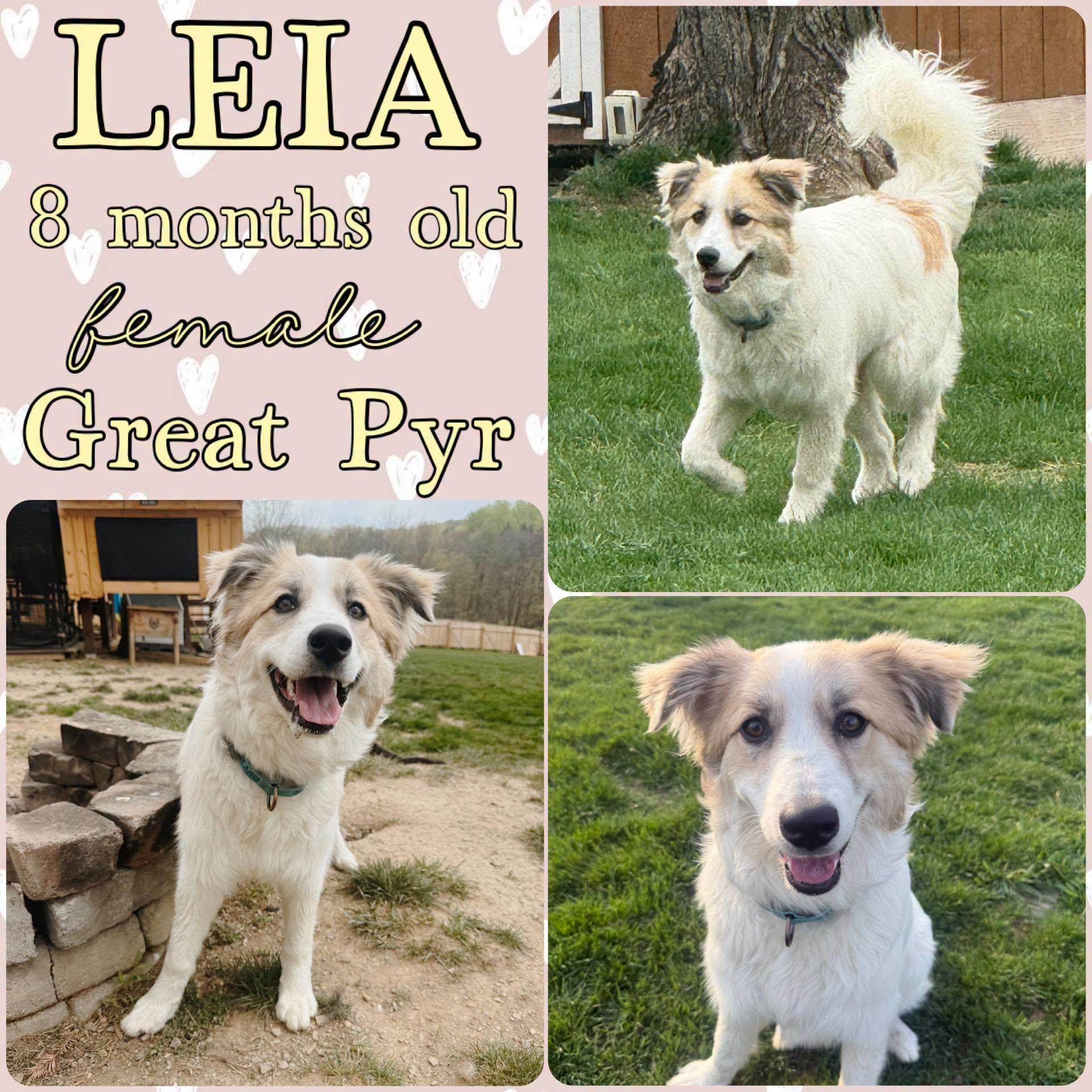 Enlarge Leia, an adopted Great Pyrenees in Grantville, PA image 1/1