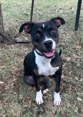 ROXY, Adoptable, Young Female Pit Bull Terrier & Mixed Breed.