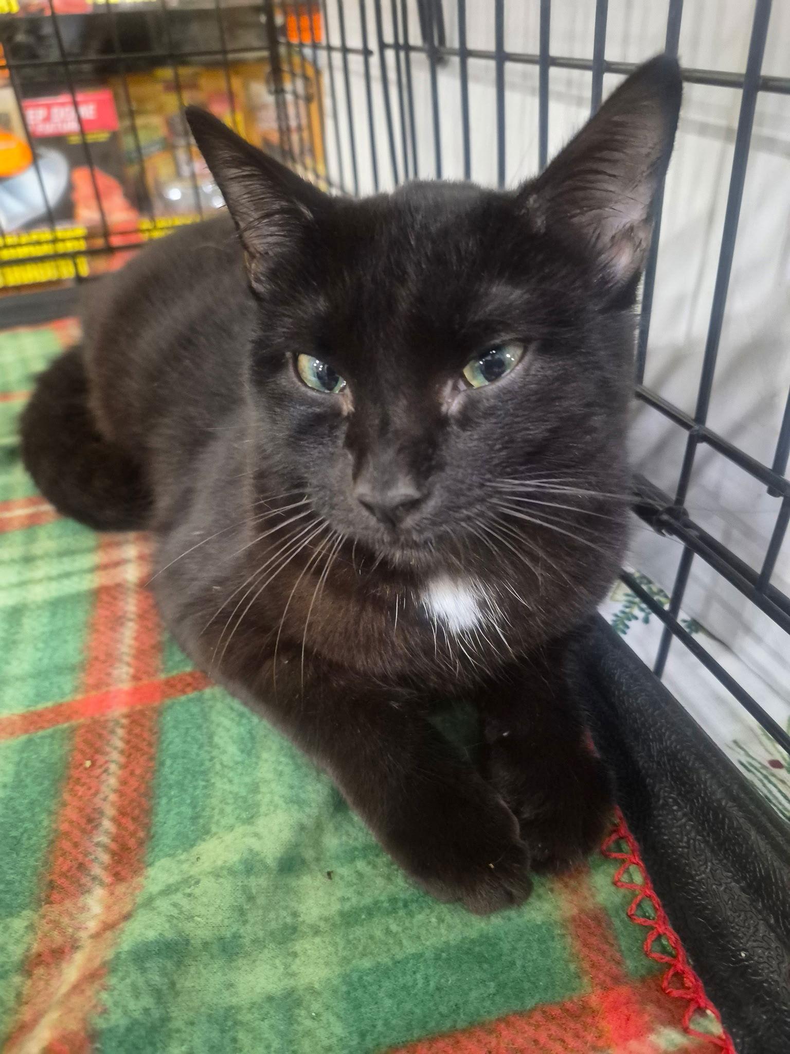 Enzo, Adoptable, Young Male Domestic Short Hair.