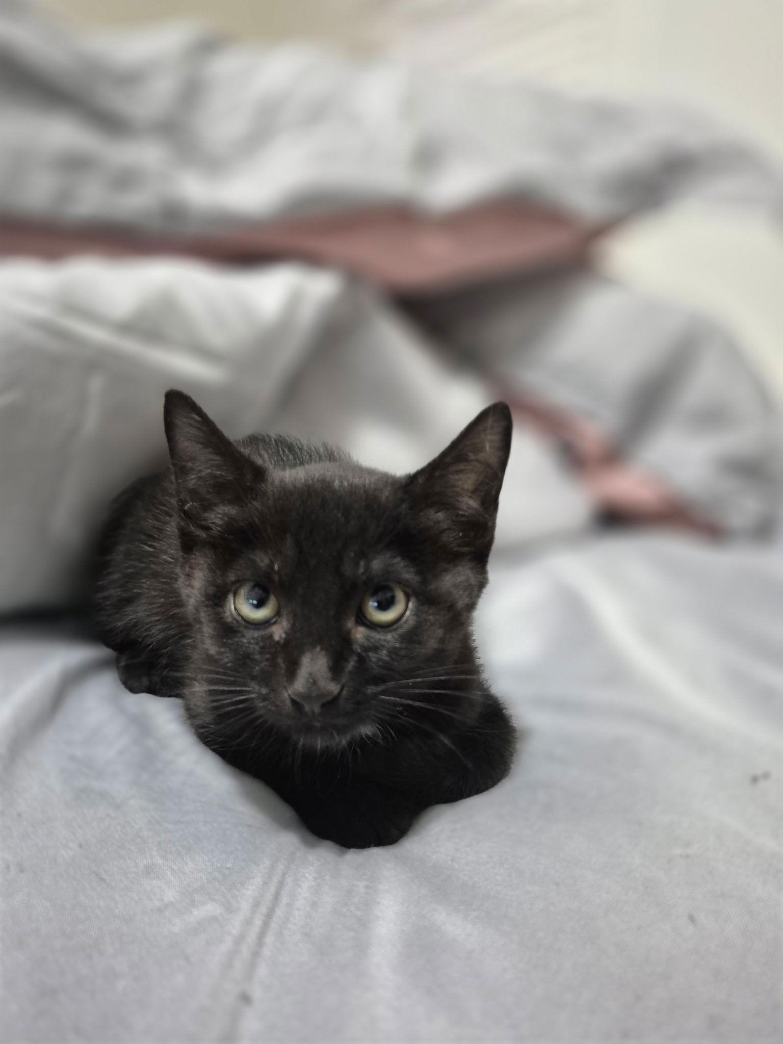 Enlarge Enzo, a Adoptable Domestic Short Hair in Oviedo, FL image 2/2