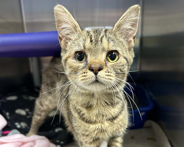 STEVIE, Adoptable, Young Female Domestic Short Hair.