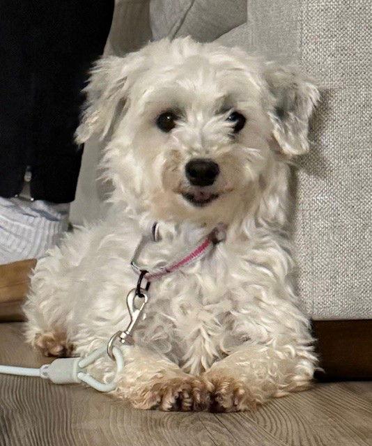 WInnie, Adoptable, Young Female Coton de Tulear.