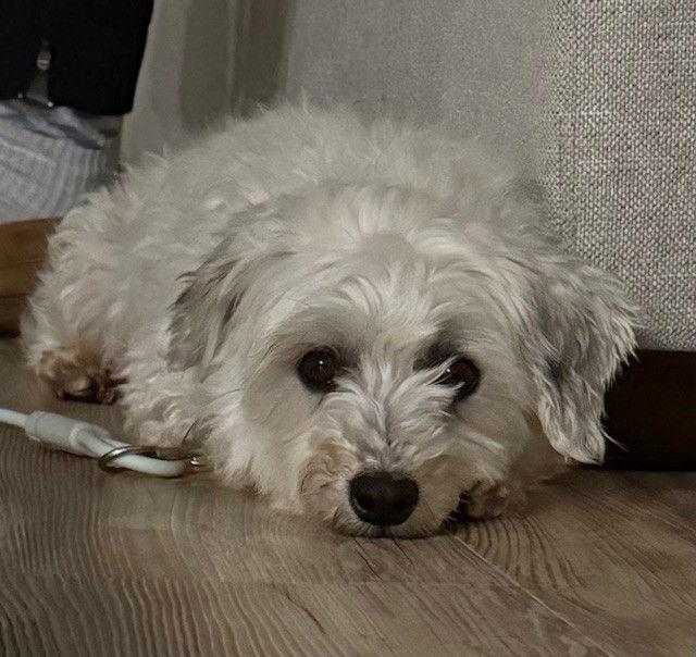 Enlarge WInnie, a Adoptable Coton de Tulear in Fort Wayne, IN image 2/2