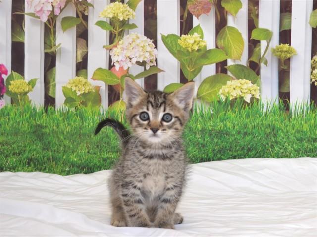 Enlarge WALLEN, a Adoptable mixed breed in Oroville, CA image 1/1