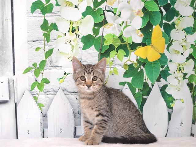 WALLEN, Adoptable, Kitten Male Domestic Short Hair & Domestic Short Hair.