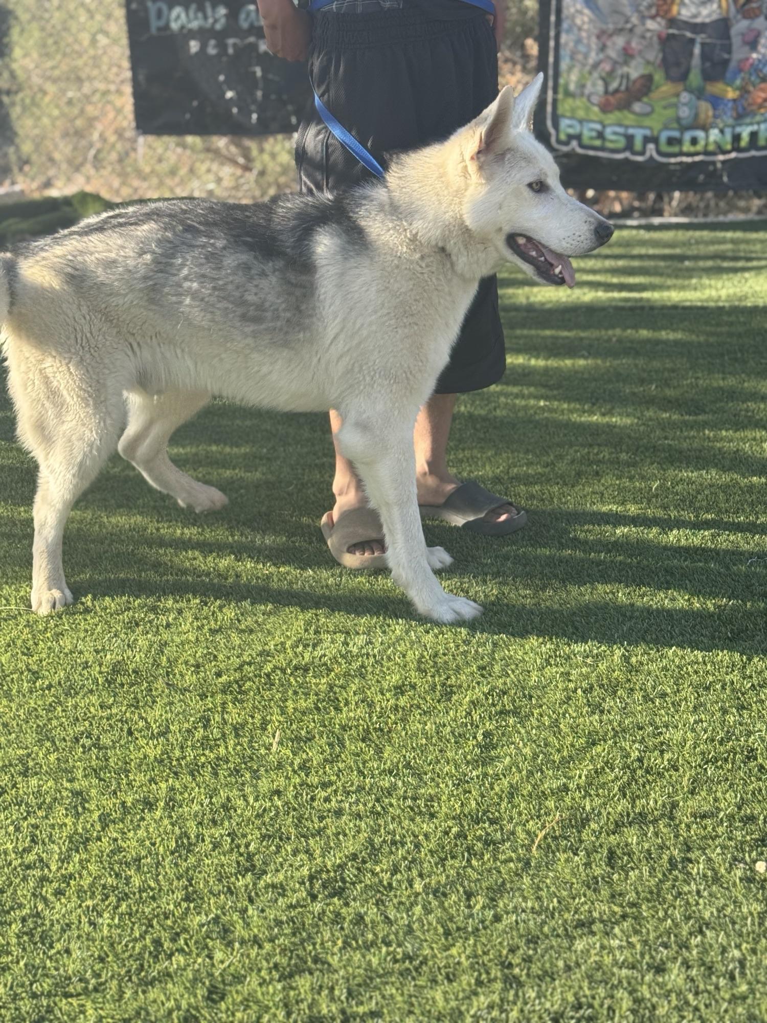 Baldo, a Adopted mixed breed in Missoula, MT image 3/6