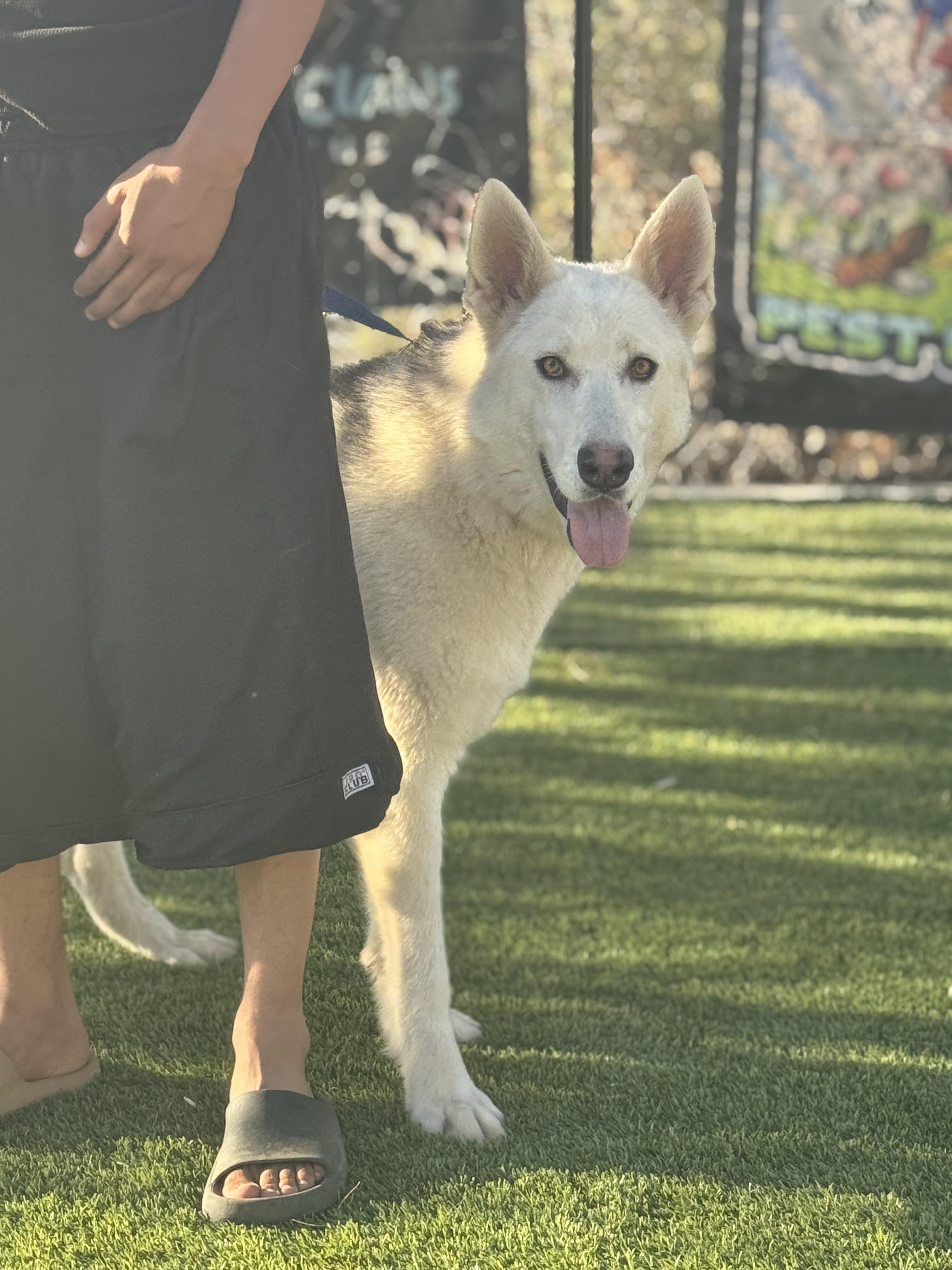 Baldo, a Adopted mixed breed in Missoula, MT image 1/6
