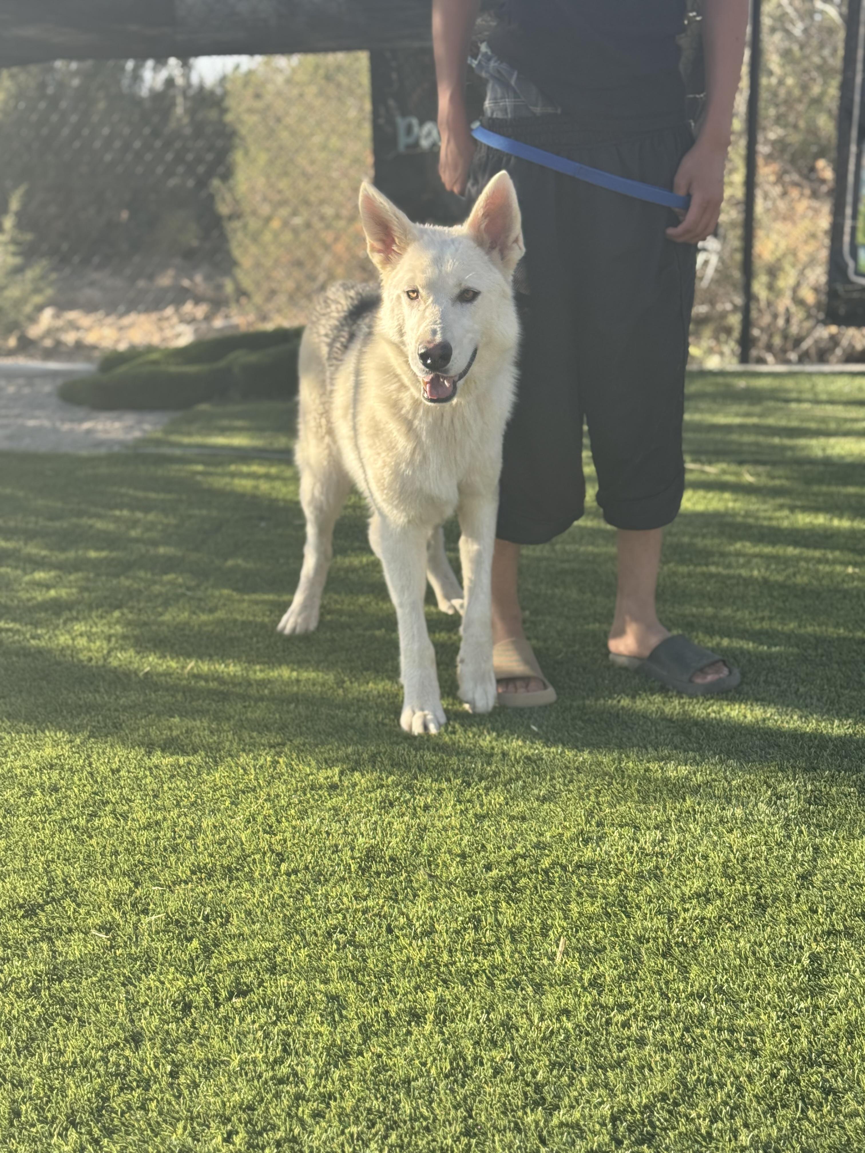 Baldo, a Adopted mixed breed in Missoula, MT image 4/6