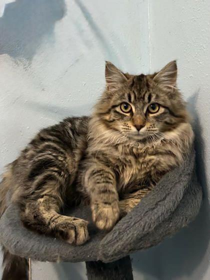Enchilada, Adoptable, Young Female Domestic Long Hair & Domestic Short Hair.