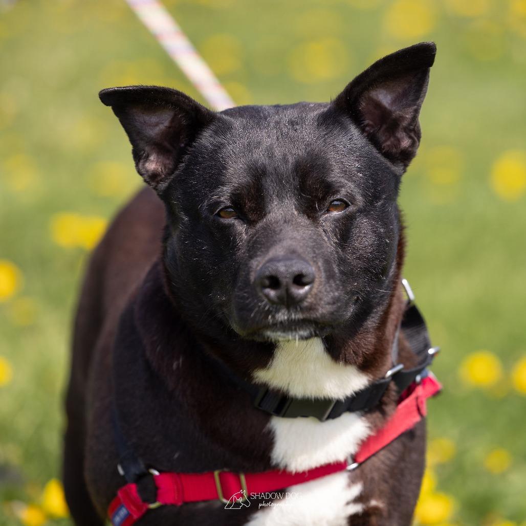 Enlarge Lucky, a Adoptable Mixed Breed in Waukesha, WI image 1/6