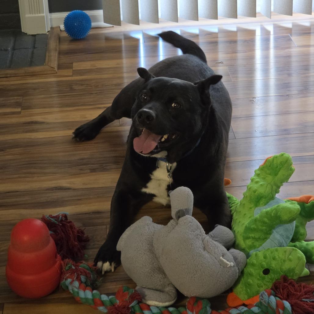 Enlarge Lucky, a Adoptable Mixed Breed in Waukesha, WI image 2/6