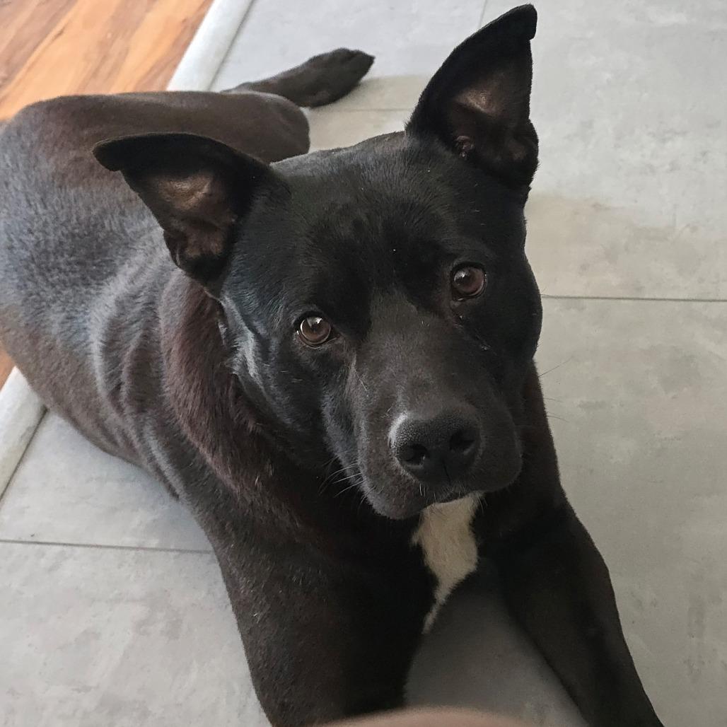 Enlarge Lucky, a Adoptable Mixed Breed in Waukesha, WI image 3/6