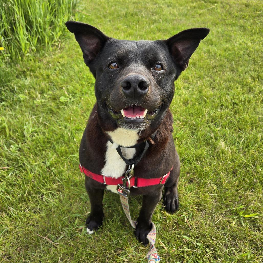 Enlarge Lucky, a Adoptable Mixed Breed in Waukesha, WI image 4/6
