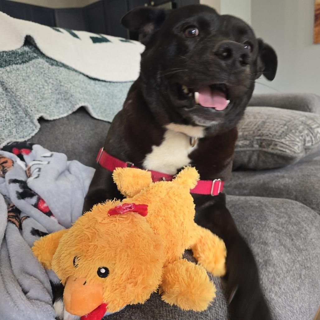 Enlarge Lucky, a Adoptable Mixed Breed in Waukesha, WI image 5/6