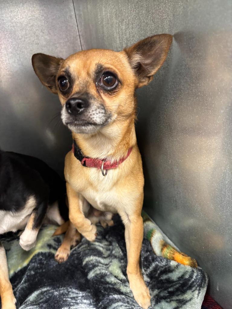 Enlarge Jitters, a Adoptable Chihuahua in Mustang, OK image 1/1