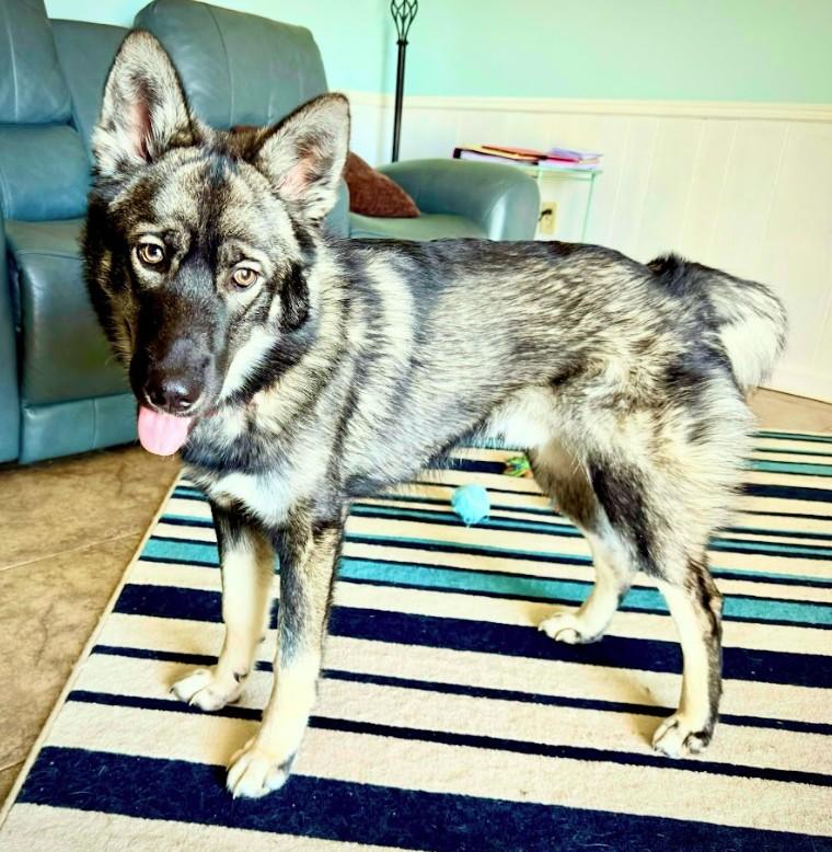 Enlarge Asher, an adopted mixed breed in Joppa, AL image 6/6