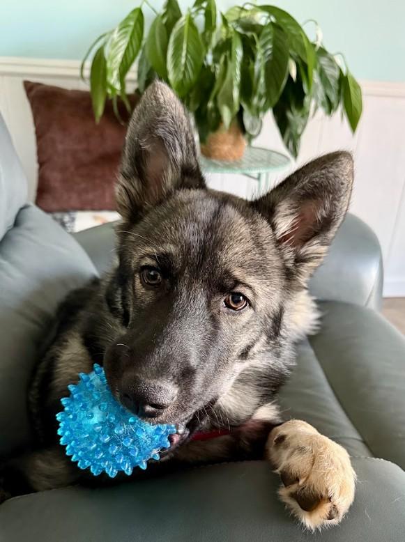 Asher, adopted, Young Male Husky & German Shepherd Dog.