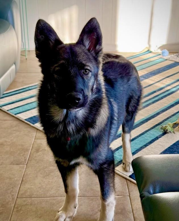 Enlarge Asher, an adopted mixed breed in Joppa, AL image 4/6