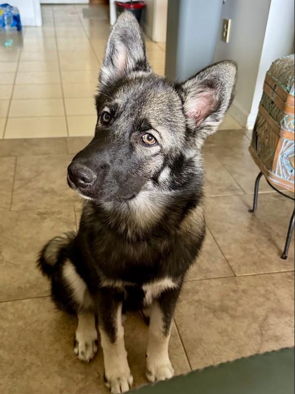 Enlarge Asher, an adopted mixed breed in Joppa, AL image 5/6