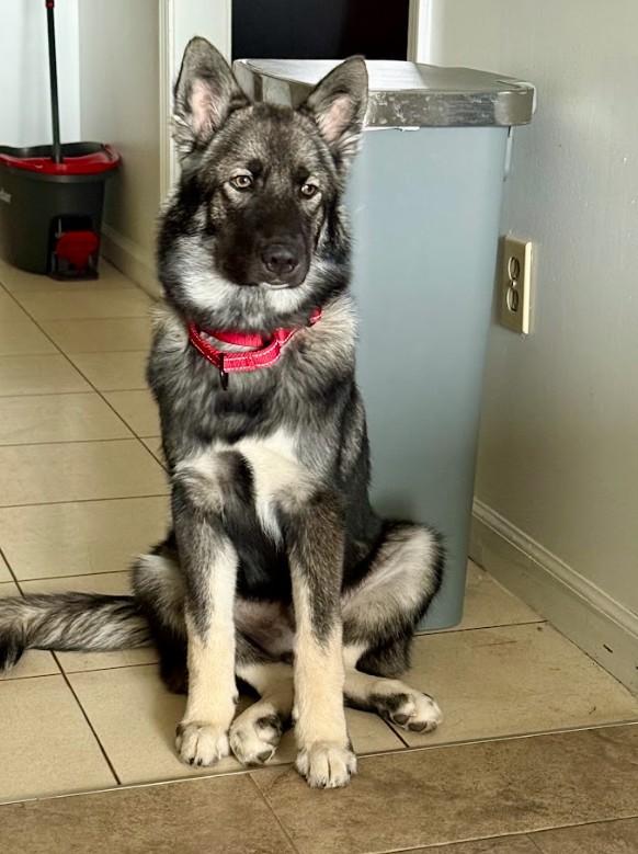 Enlarge Asher, an adopted mixed breed in Joppa, AL image 2/6