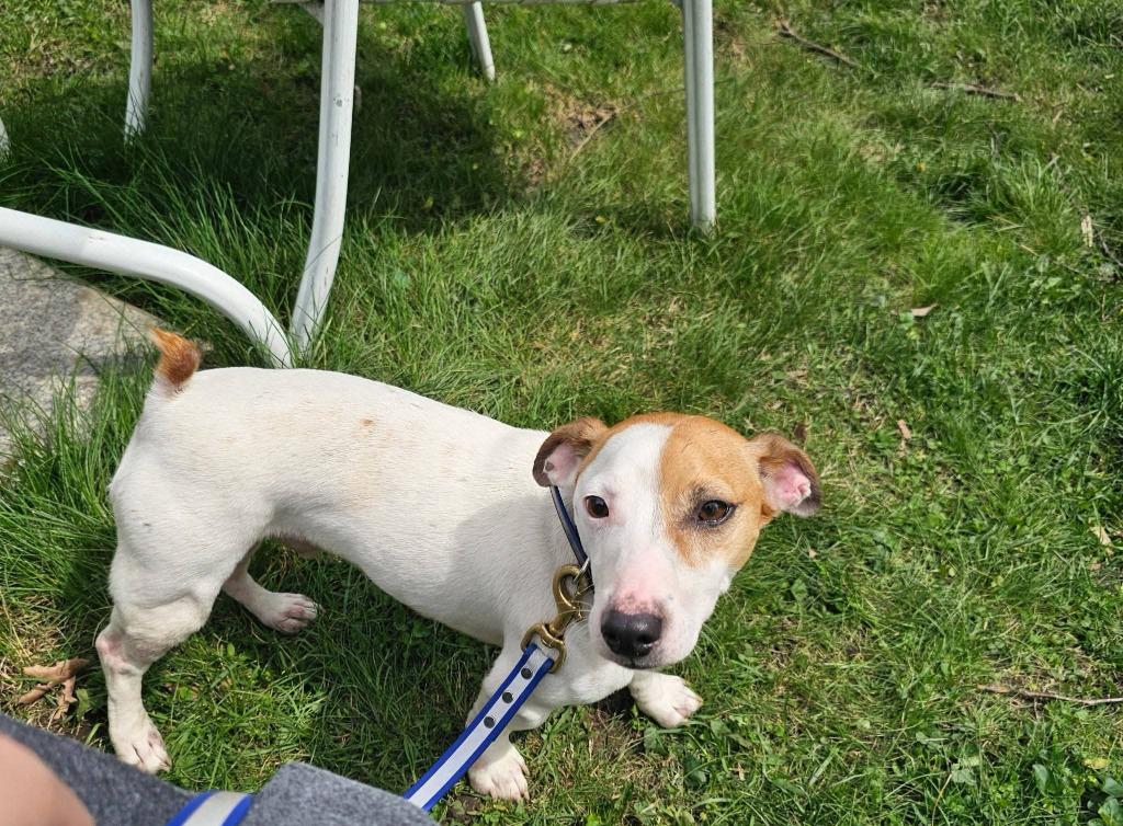 Wishbone, Adoptable, Adult Male Jack Russell Terrier.