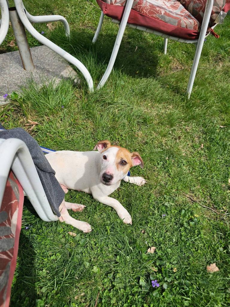 Enlarge Wishbone, a Adoptable Jack Russell Terrier in Syracuse, IN image 3/6