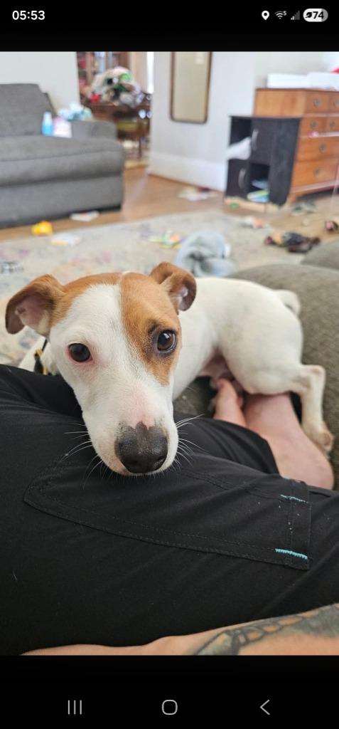 Enlarge Wishbone, a Adoptable Jack Russell Terrier in Syracuse, IN image 4/6