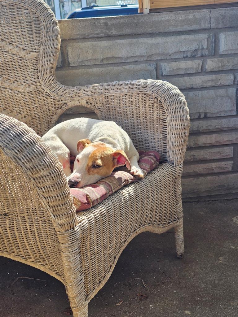 Enlarge Wishbone, a Adoptable Jack Russell Terrier in Syracuse, IN image 6/6