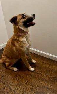 Hailey, a Adoptable mixed breed in Manhasset, NY image 5/5