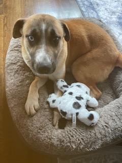 Hailey, a Adoptable mixed breed in Manhasset, NY image 2/5