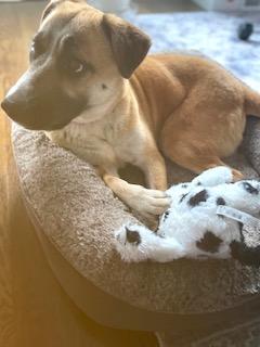 Hailey, a Adoptable mixed breed in Manhasset, NY image 4/5