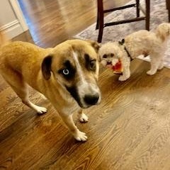 Hailey, a Adoptable mixed breed in Manhasset, NY image 1/5