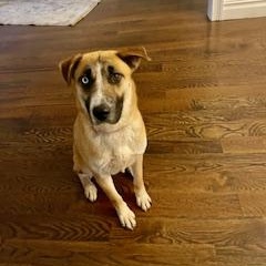 Hailey, a Adoptable mixed breed in Manhasset, NY image 3/5