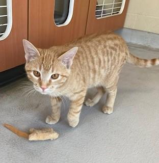 Mercie, a Adoptable Domestic Short Hair in Mason City, IA image 2/3