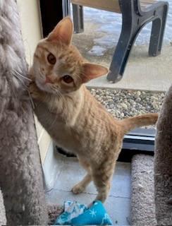 Mercie, Adoptable, Kitten Female Domestic Short Hair.