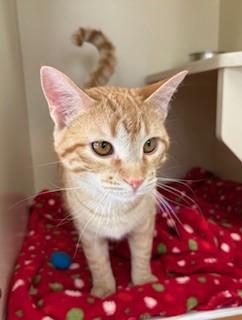 Mercie, Adoptable, Kitten Female Domestic Short Hair.