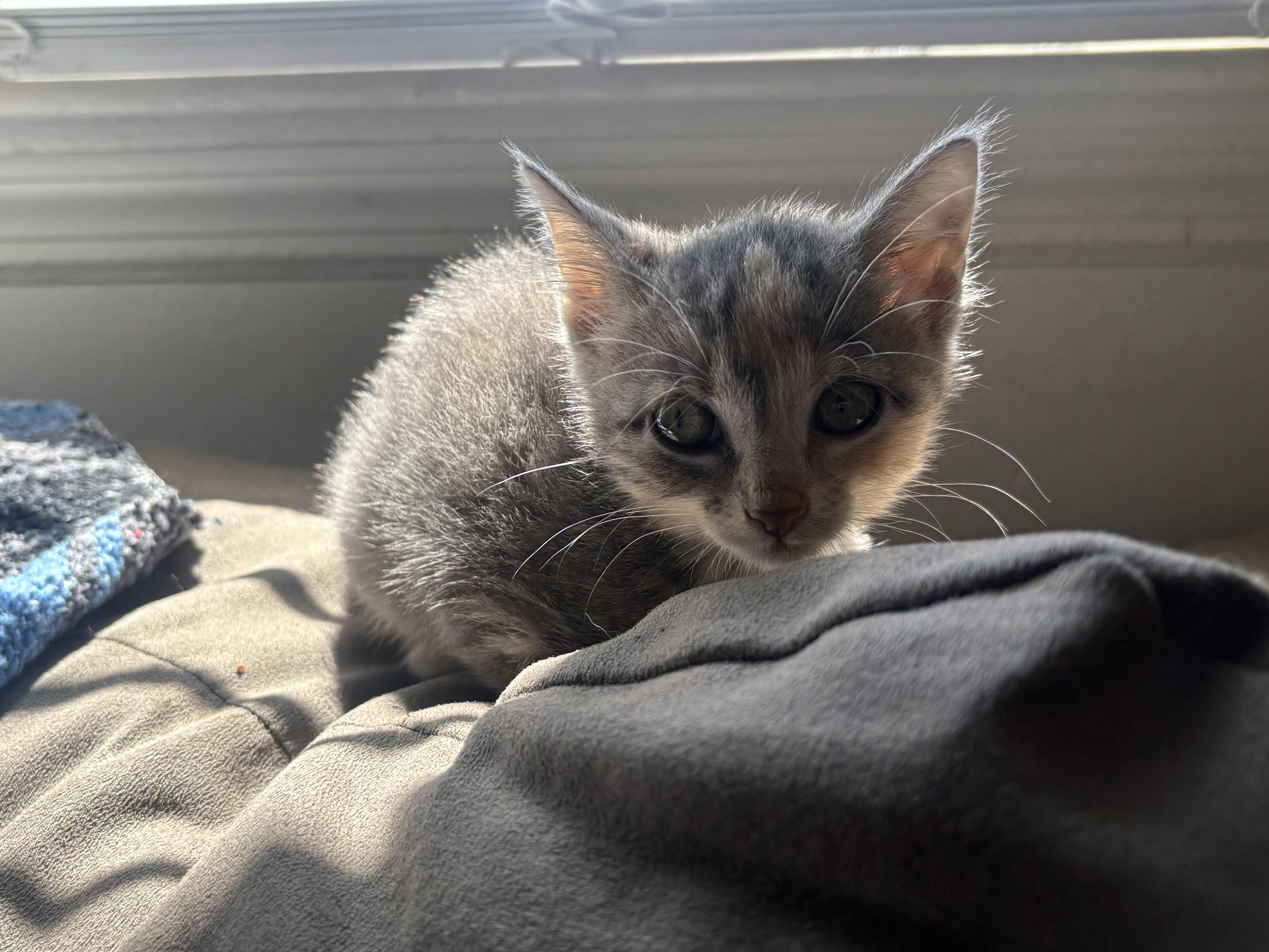 Fiona, a Adoptable Domestic Short Hair in Haddon Heights, NJ image 5/5