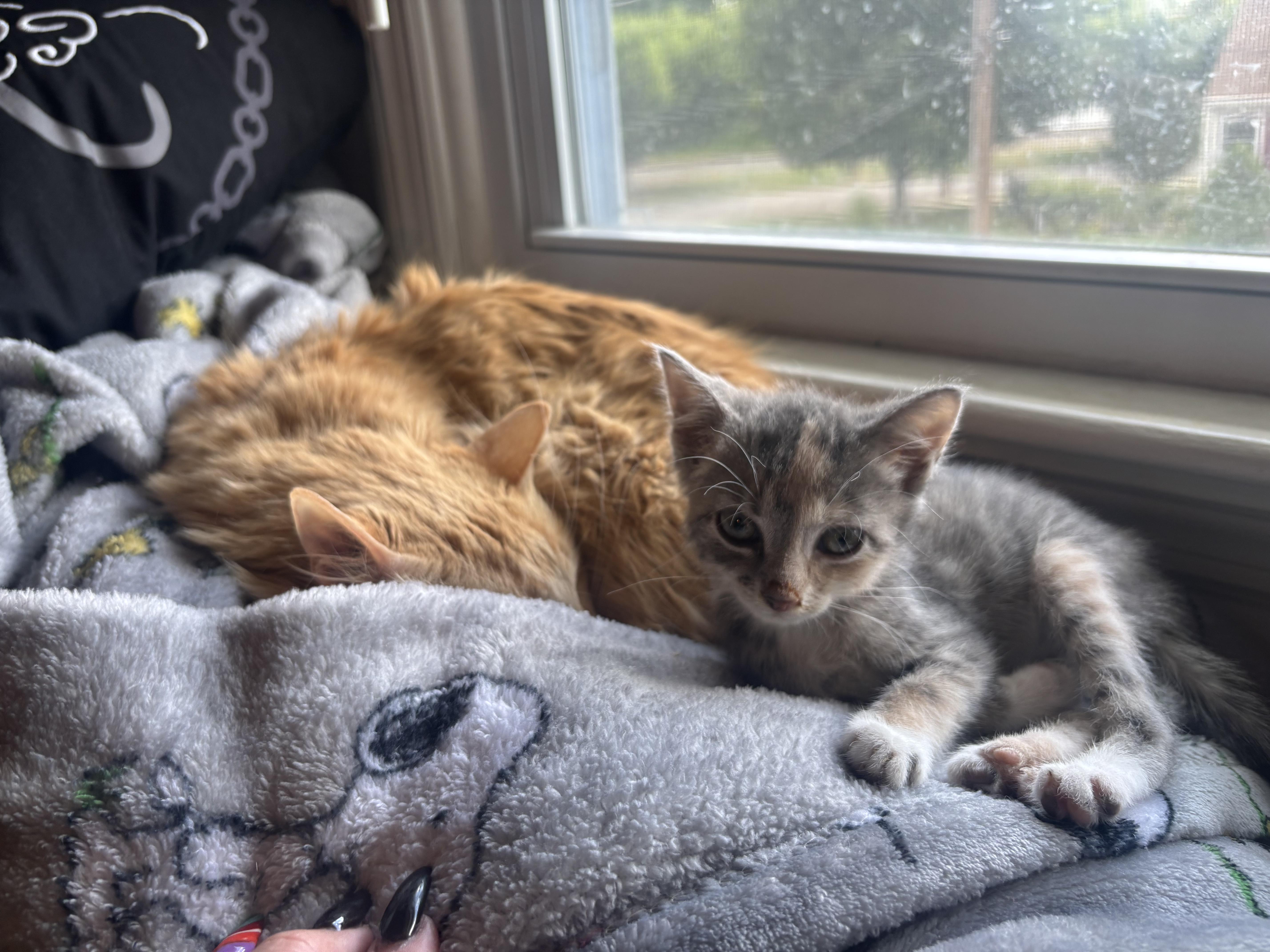 Fiona, a Adoptable Domestic Short Hair in Haddon Heights, NJ image 3/5