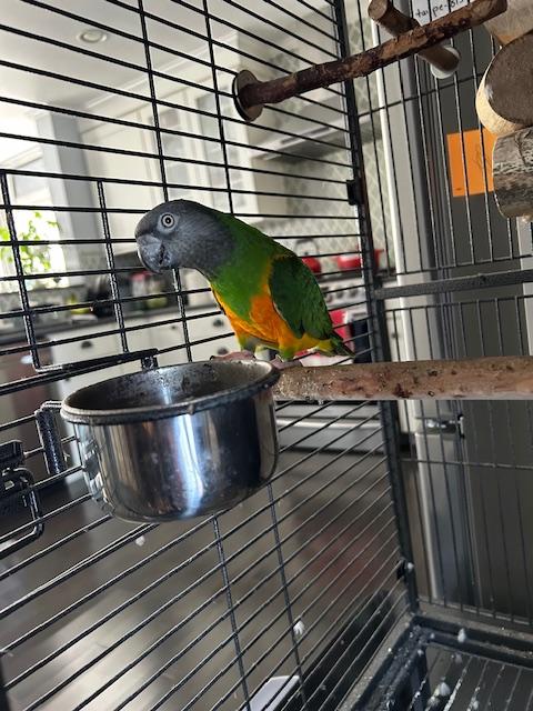 Enlarge Hector, a Adoptable Poicephalus / Senegal in North Babylon, NY image 1/1