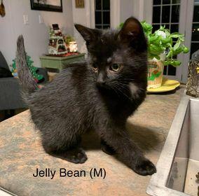 Jelly Bean (now Solar), Adopted, Kitten Male Domestic Short Hair.